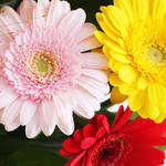 gerbera_1.jpg