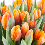 orange-tulpen-zoom.jpg