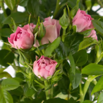43591-rosa-topfrose-stamm-1.jpg