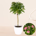 43591-rosa-topfrose-stamm.jpg
