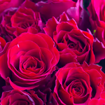 43490-100-rosen-upperclass-50cm-2.jpg