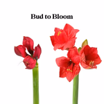 Bud to Bloom_Amaryllis.jpg