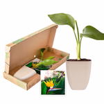 NPBOX250172.jpg
