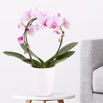 4260625434277-orchideenbogen-rosa.jpg