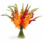 Large bouquet of gladioli