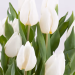 43421-bulb-bouquet-weiss-zoom.jpg