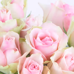 20190041_4260625430897_40_rosen_pastell_zoom.jpg