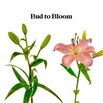 Bud-To-Bloom.jpg