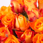 20200006-40-orange-rosen-zoom.jpg