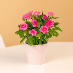 NP25BOX0066-1.jpg