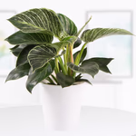 43517-philodendron-white-wave.jpg
