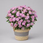 5124 Chrysantheme im Topf.jpeg