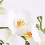 43522-2-orchideen-duotopf-2.jpg