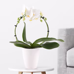 43398-orchideenbogen.jpg