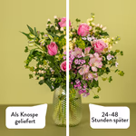 Serenata 3 Sizes 01-005.jpg