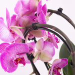 4260625434390-orchidee-bogen-cascade-pink-zoom.jpg