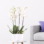 43522-2-orchideen-duotopf.jpg