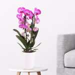 4260625434390-orchidee-bogen-cascade-pink.jpg