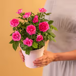 NP25BOX0066-5.jpg
