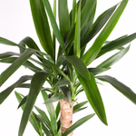 43500-yucca-palme-120-2.jpg