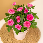 NP25BOX0066-2.jpg