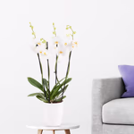 4260625434284-weisse-orchidee-vier-rispen.jpg