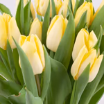 43417-bulb-bouquet-gelb-zoom.jpg