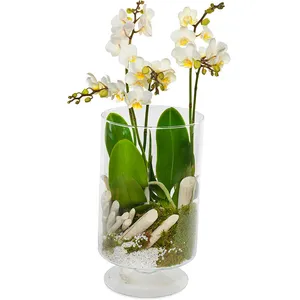 Stylish Orchid