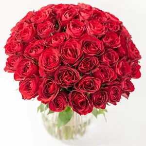 50 Red Roses