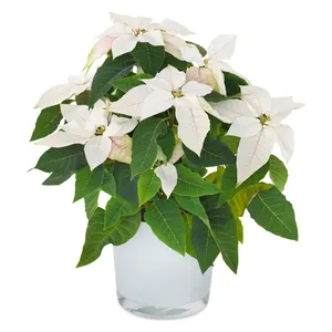 Witte kerstster