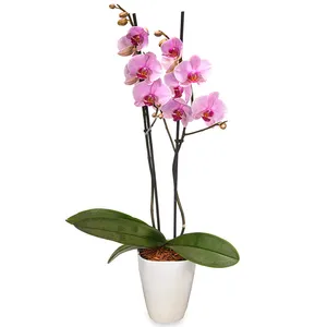 Pink Orchid