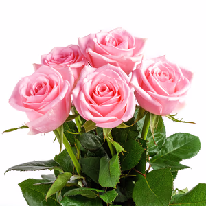 5 stems