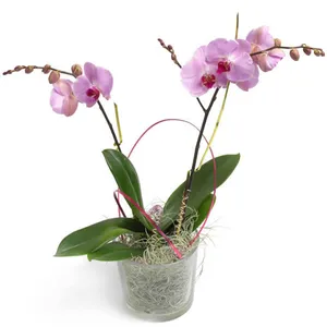 Suikerzoete Orchidee