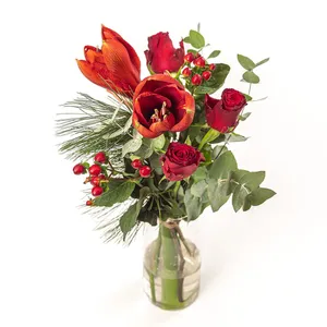 Rote Amaryllis