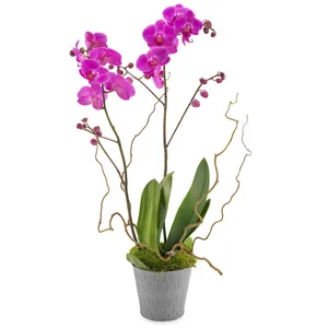 Pink Orchid