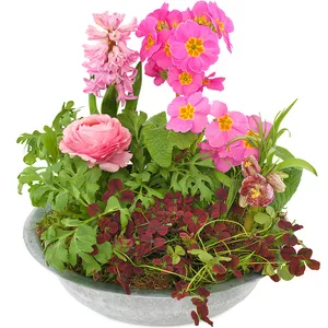 Rosa vårplantering