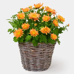 Orange Chrysanthemum