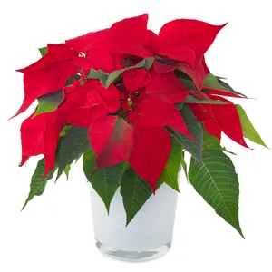 Rode kerstster