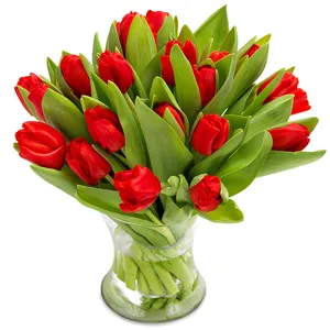 Red Tulip Gift