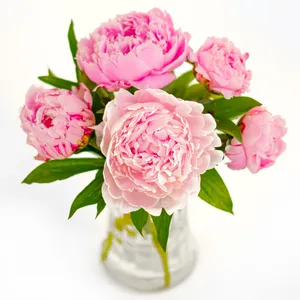 5 Pfingsrosen