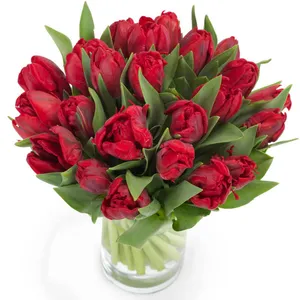 Rote Tulpenpracht