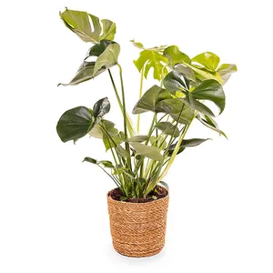 Monstera Gatenplant