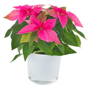 Roze kerstster