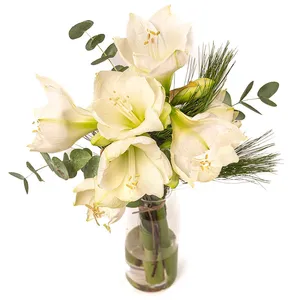 Winterwitte Amaryllis