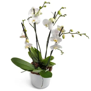 Melkwitte Orchidee