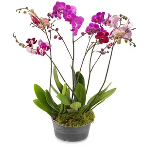 Wonder of Orchids