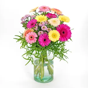 Gerbera Dream