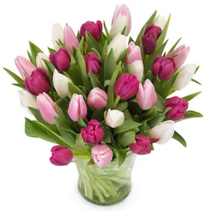 Pink tulip glow