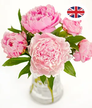 5 Peonies