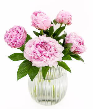 5 Peonies
